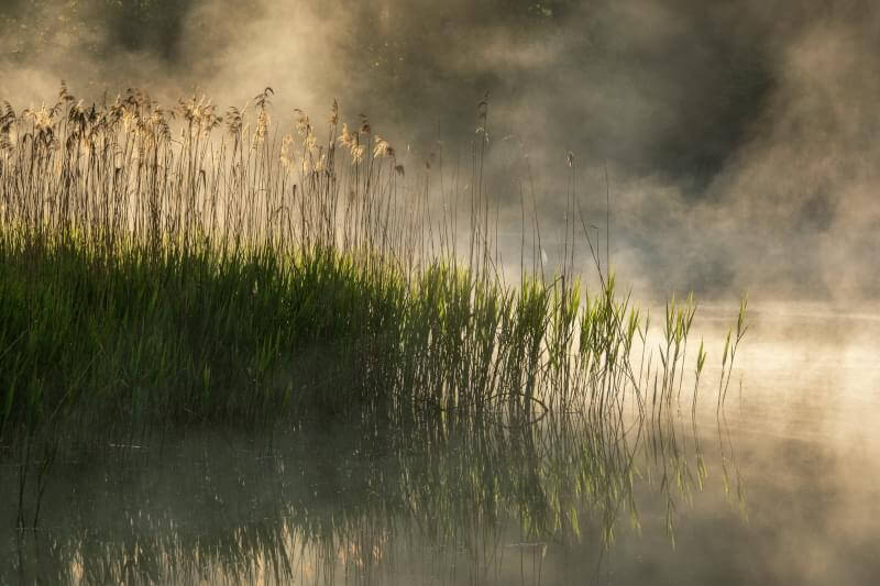 Trawy, trzciny i mgła unosząca się nad wodą - Wysoka Trawa Agroturystyka w karkonoszach.